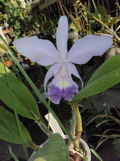 lc canh hybrid - Laelia