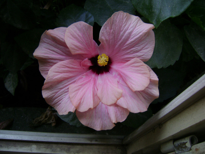 DSC09005 - hibiscus 2012