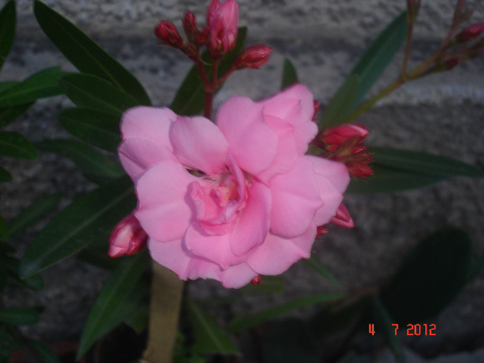 roz dublu foarte parfumat - Leandru 2012