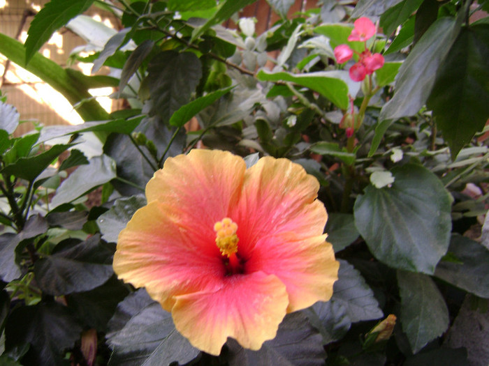 DSC08999 - hibiscus 2012