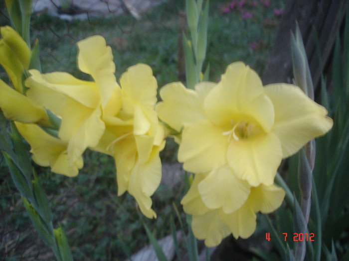 galbena - Gladiole