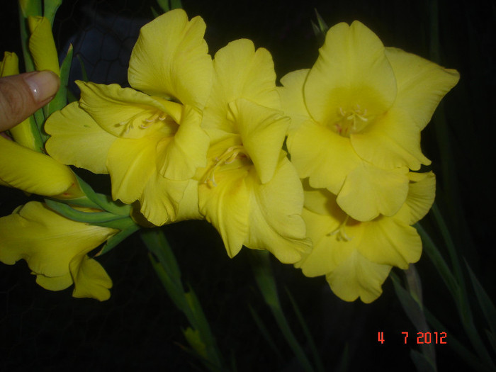 galbena - Gladiole