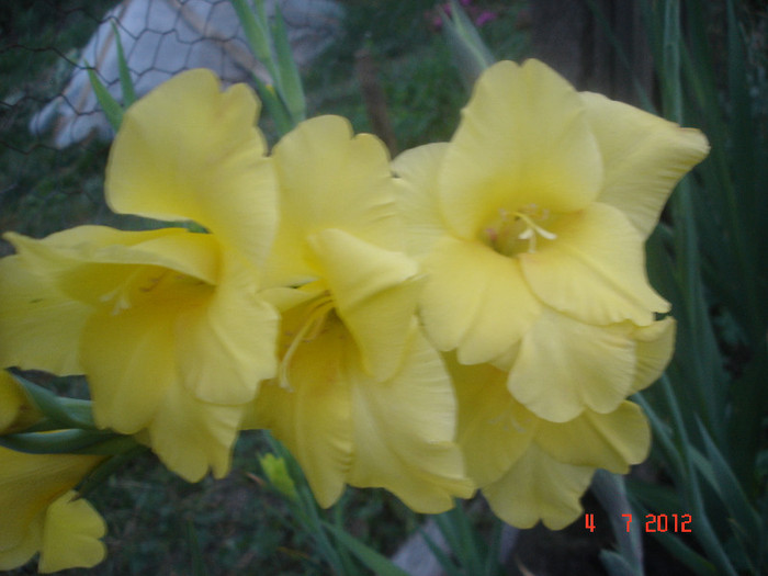 galbena - Gladiole