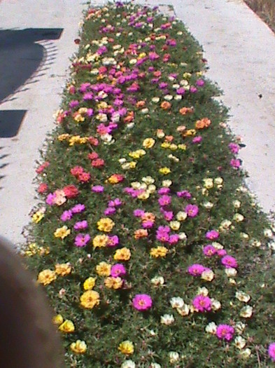 DSC01717 - 1 Covor _ tesut natural_ portulaca