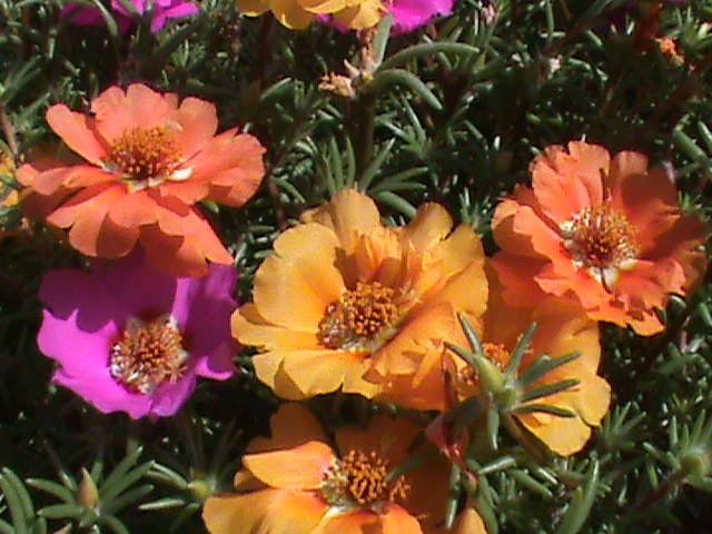 DSC01729 - 1 Covor _ tesut natural_ portulaca