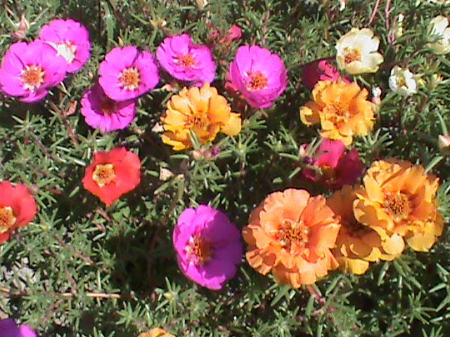 DSC01730 - 1 Covor _ tesut natural_ portulaca