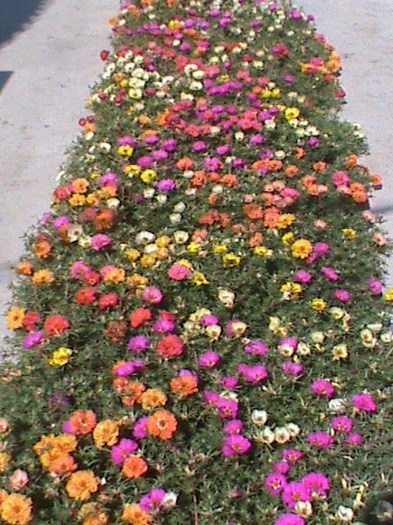 DSC01726 - 1 Covor _ tesut natural_ portulaca