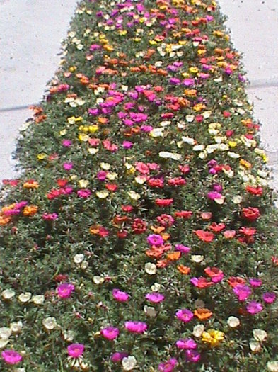 DSC01727 - 1 Covor _ tesut natural_ portulaca