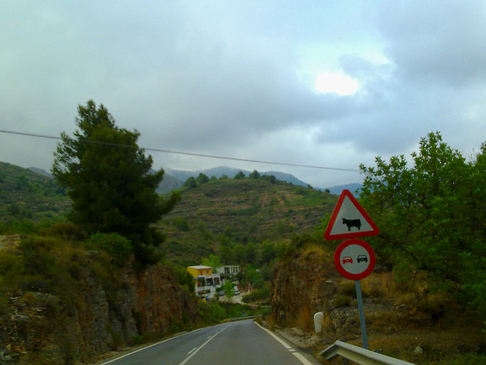 se interzice depasirea vacutelor....hahaha