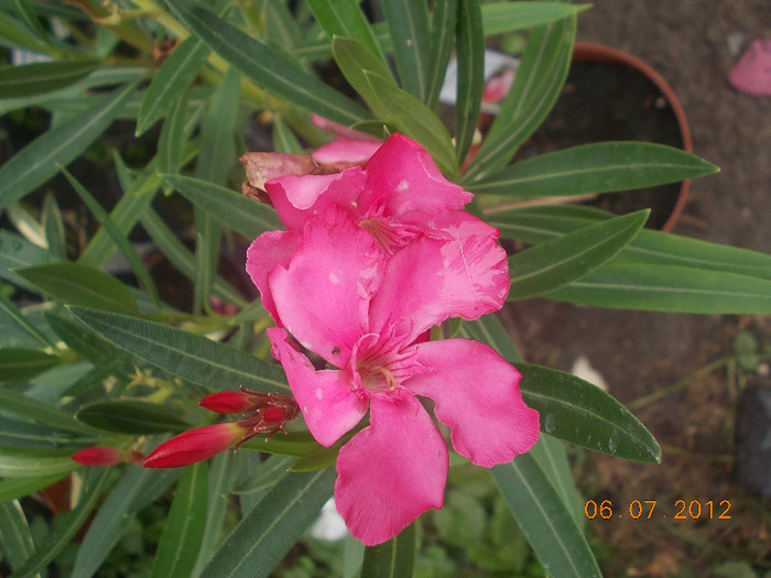 17 SOMON INCHIS  PAPA GAMBETTA