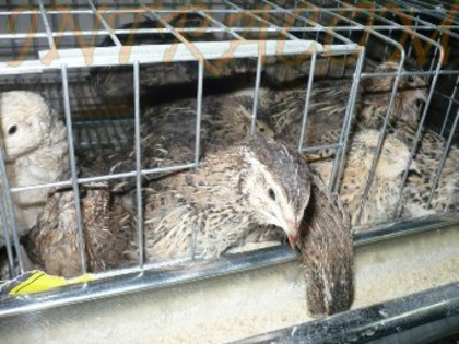 prepelite; prepelite de vanzare
