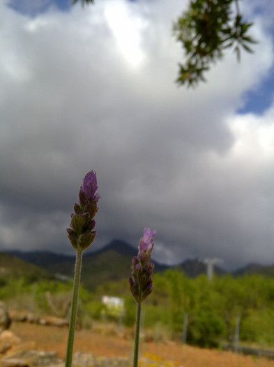 floare de lavanda