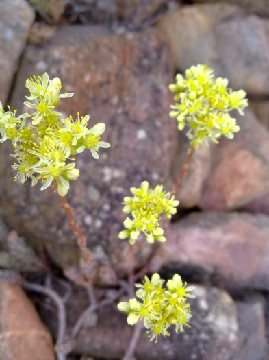 060720122530 - plante  insecte  viata