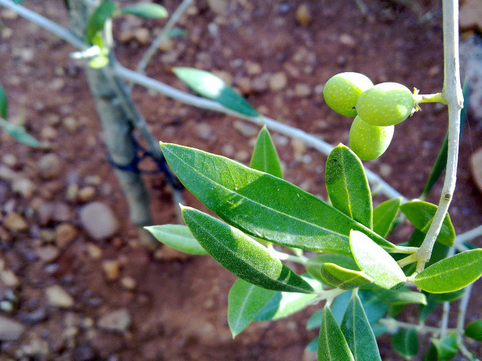 maslinul meu are un an si trei masline - plante  insecte  viata