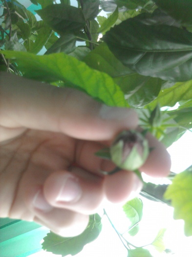 sepalele s-au desprins - florile mele2