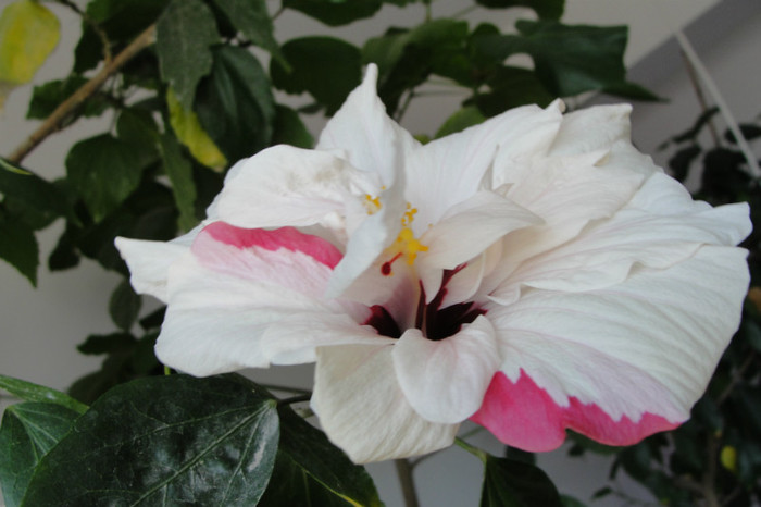 Hibi alb dublu-cu o dunga roz - B-hibiscus-2012 2