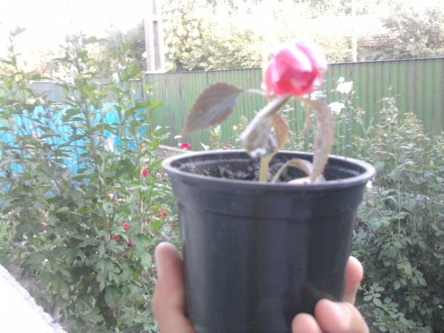 sporul casei batut satirat - florile mele2