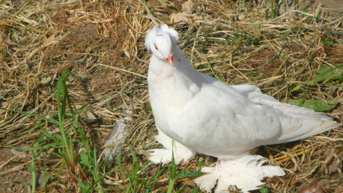 vanduta - pui uriasi maghiari 2012