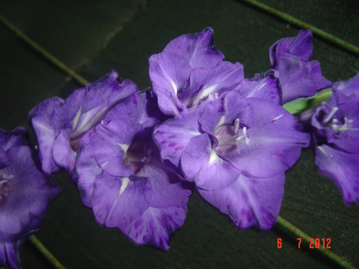 poze 1188 - 2012-GLADIOLE