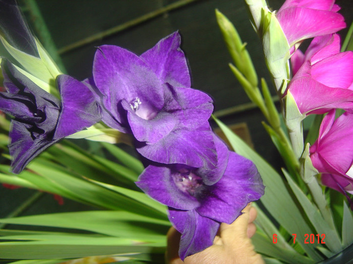 poze 1189 - 2012-GLADIOLE