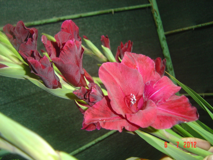 poze 1190 - 2012-GLADIOLE