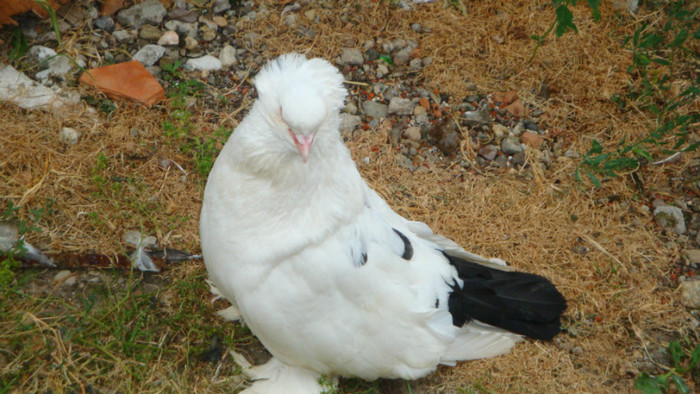 DSC00137 - achizitii 2012