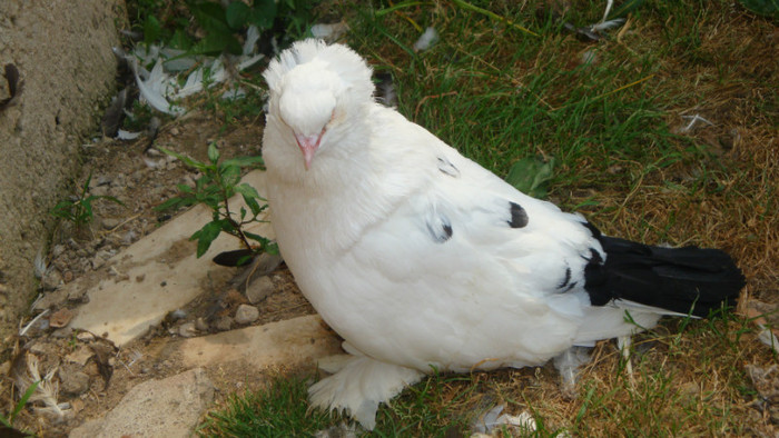 DSC00140 - achizitii 2012