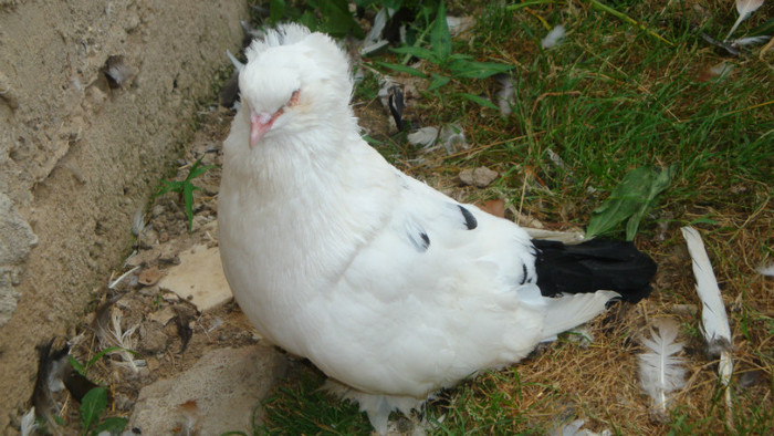 DSC00141 - achizitii 2012