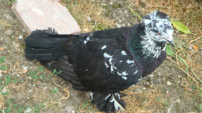 DSC00145 - achizitii 2012