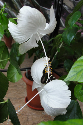 hibi dainty white - B-hibiscus-2012 2