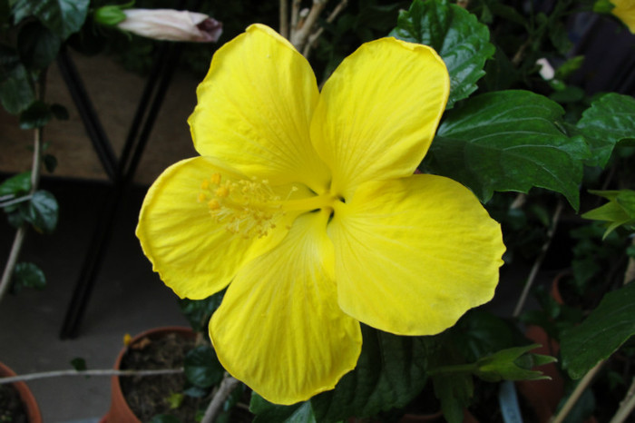  - B-hibiscus-2012 2