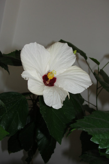 hibi cairo white - B-hibiscus-2012 2