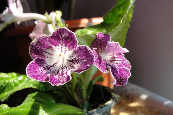 Purple Peppered - Streptocarpus- am renuntat la ei
