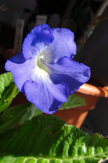 Blue Wonder - Streptocarpus- am renuntat la ei