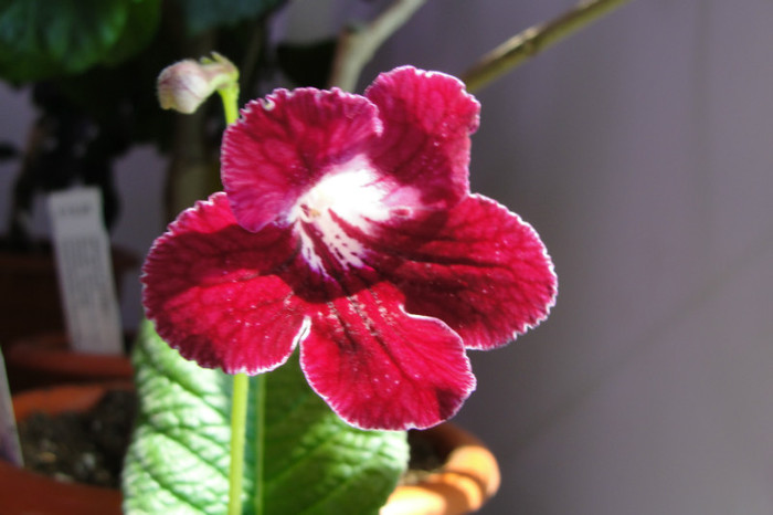 Rubina - Streptocarpus Dibleys- am renuntat la ei