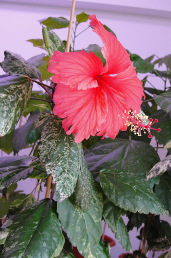 hibi Cooperi - B-hibiscus-2012 3