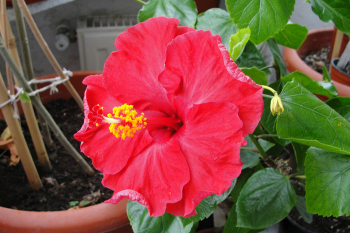 hibi Helene - B-hibiscus-2012 3