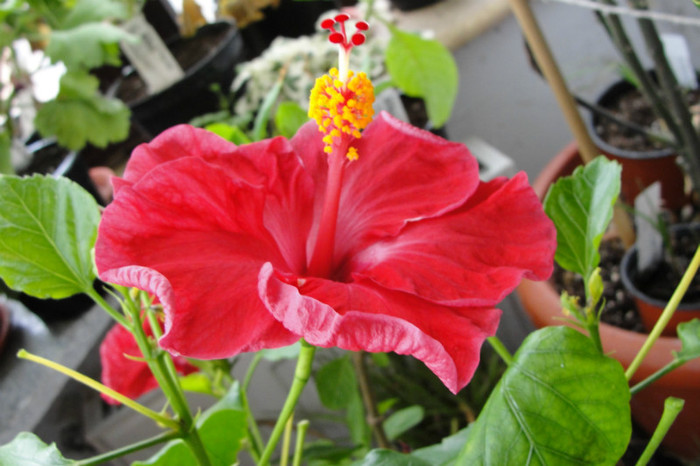  - B-hibiscus-2012 3