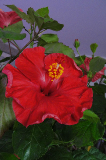 hibi Helene - B-hibiscus-2012 3