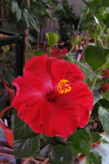  - B-hibiscus-2012 3