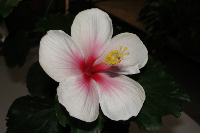 Hibi Bali - B-hibiscus-2012 3