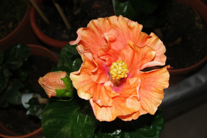  - B-hibiscus-2012 3