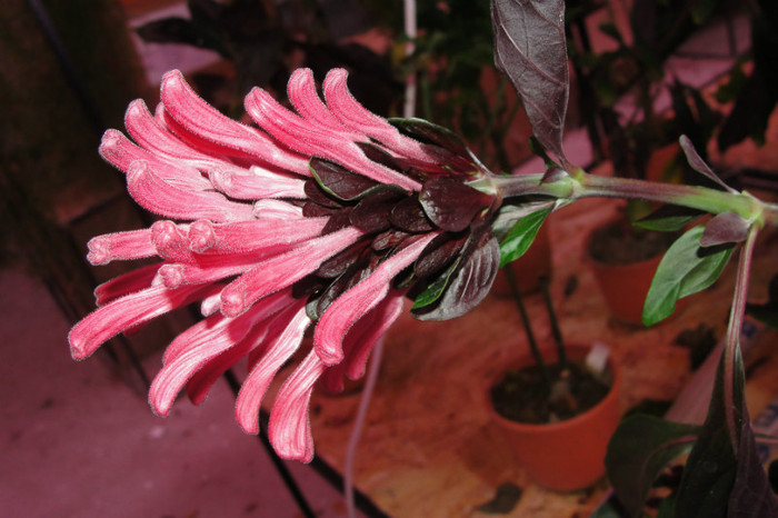  - Jacobinea carnea dark-red