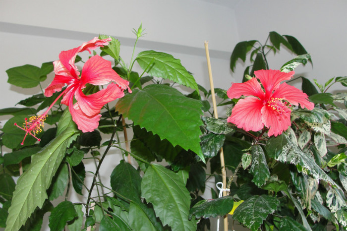 hibi rouge tropique si cooperi - B-hibiscus-2012 3