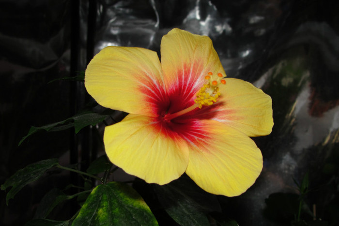 hibi Fyjian Yellow - B-hibiscus-2012 3