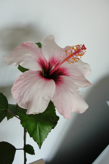 hibi Natal - B-hibiscus-2012 3