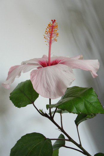  - B-hibiscus-2012 3