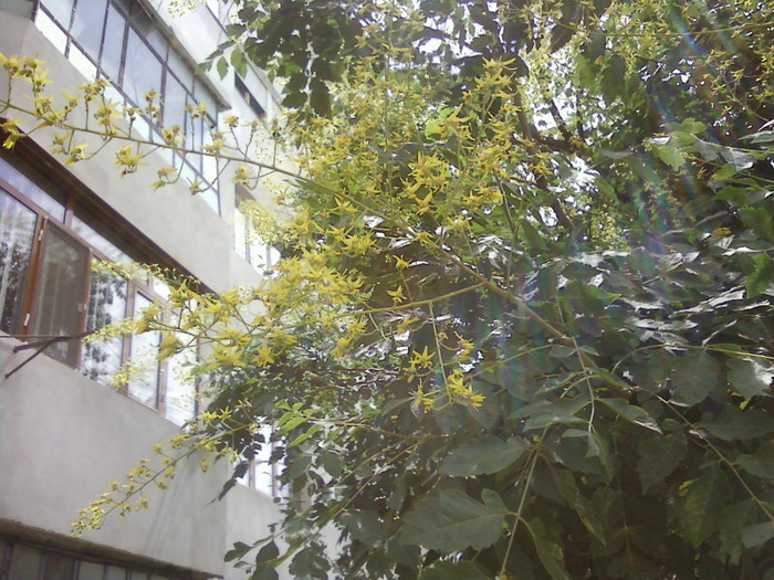 P26-06-12_12.40 - Plante