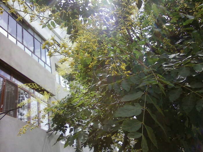 P26-06-12_12.40[1] - Plante