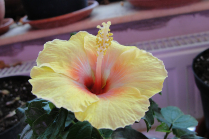  - B-hibiscus-2012 3